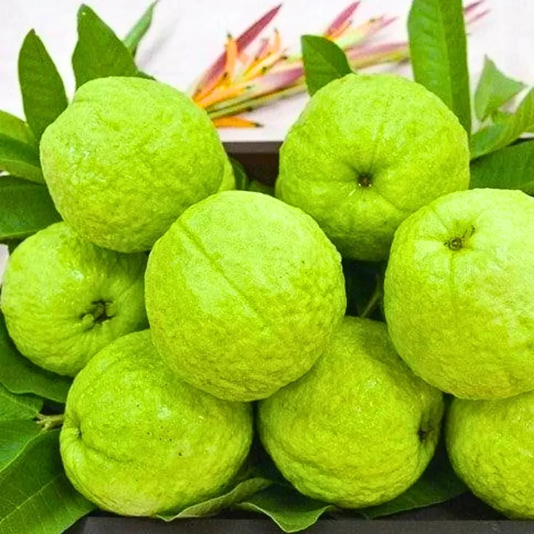 Guava