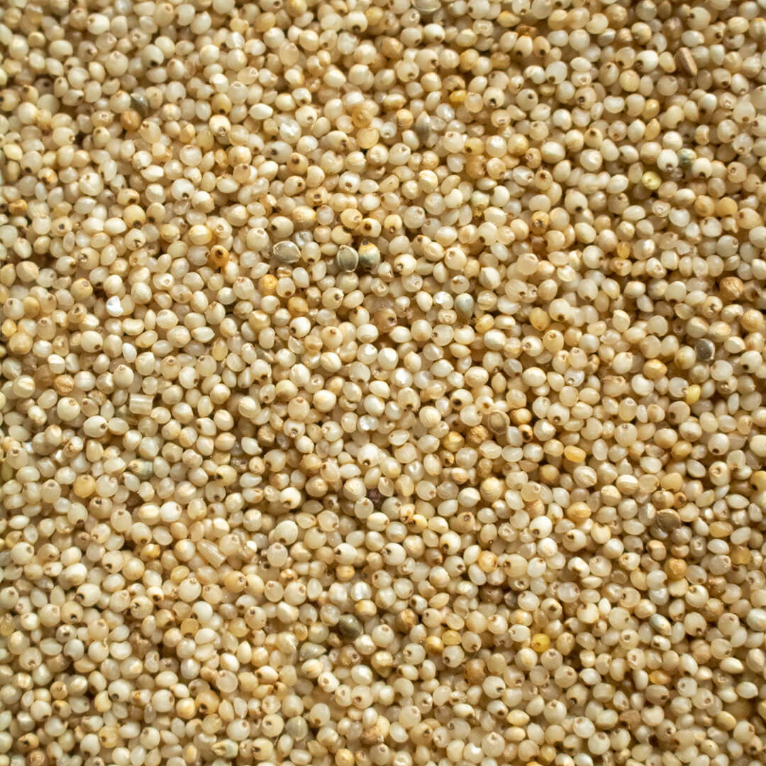 Barnyard Millet whole Grains